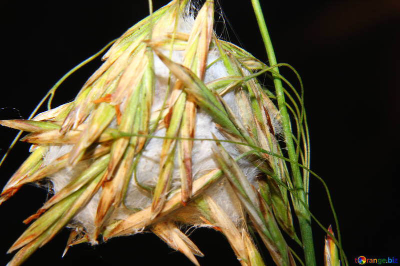 Nid de l`araignée dans l`herbe en vase clos №33347