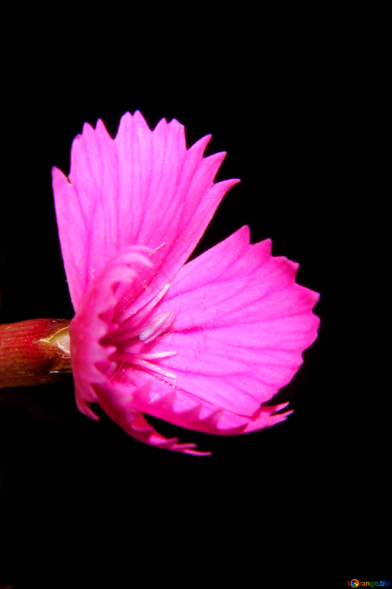 Wild Carnation flower in isolation №33346