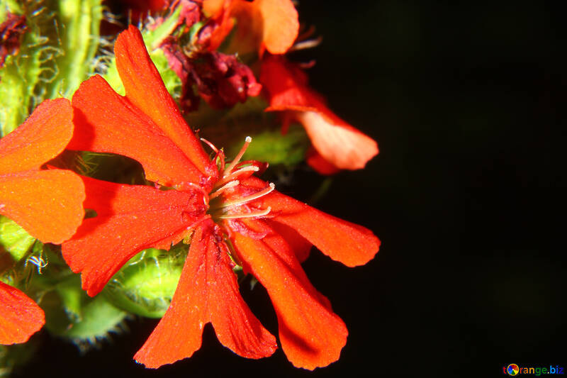 A pequena macro isolado de flor vermelha №33384