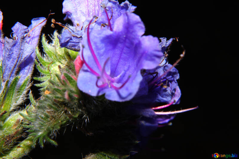 Macro isolated blue flower №33349