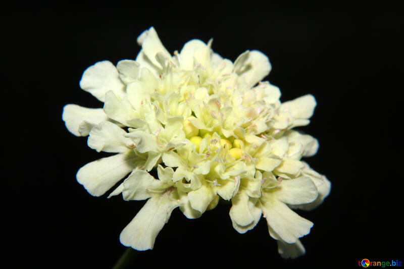 Fleur blanche isolée de macro №33354