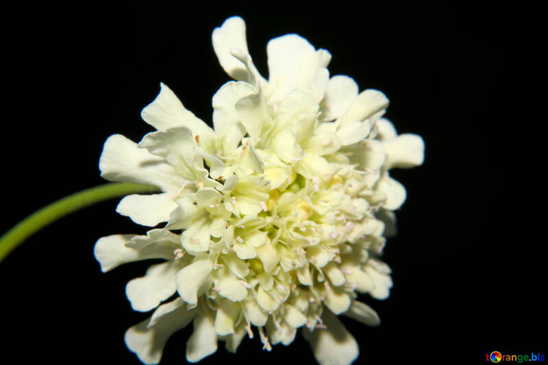 Fiore bianco isolato di macro №33355