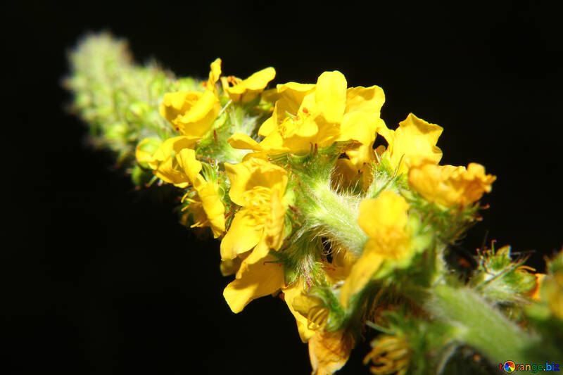 Fleur longue jaune isolé №33360