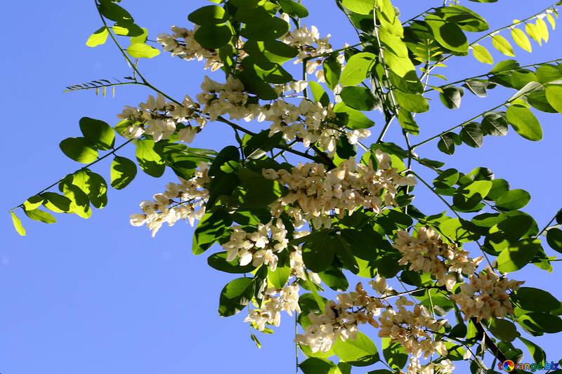 Akazie Blumen auf den Zweigen №33675