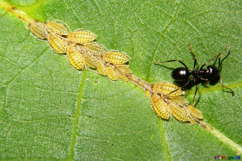 Ameise halten Blattläuse №33890