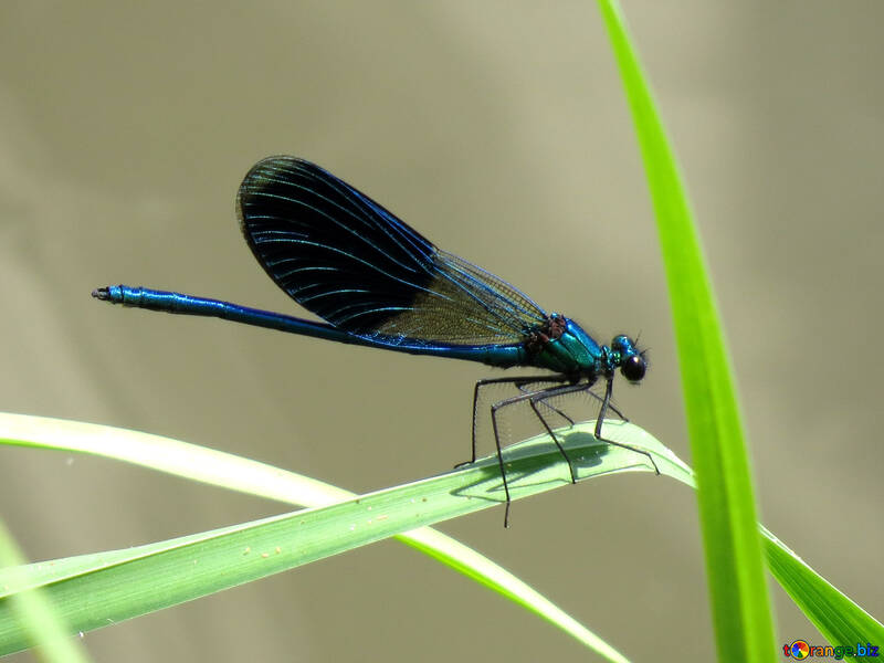 A beautiful dragonfly №33271