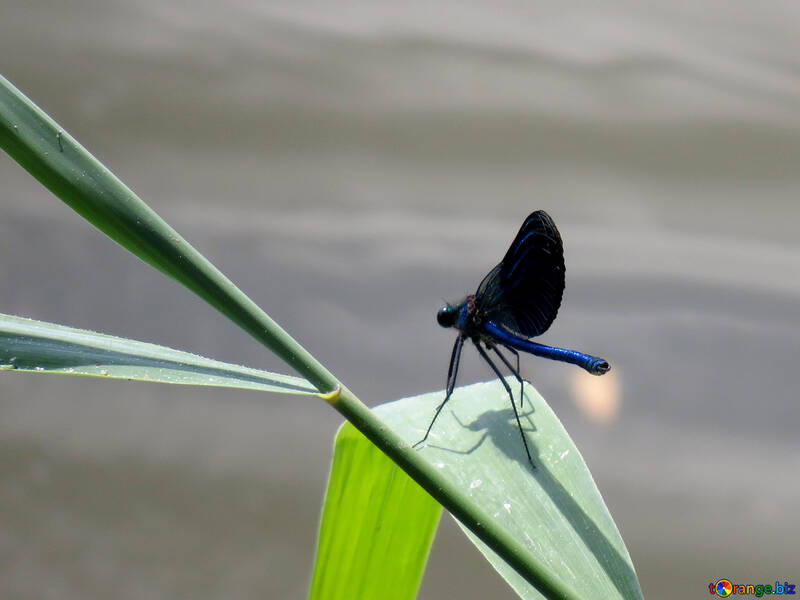Blue dragonfly №33266