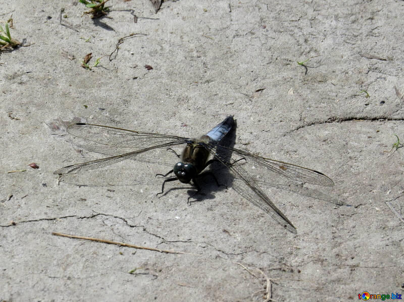 Blue dragonfly №33278