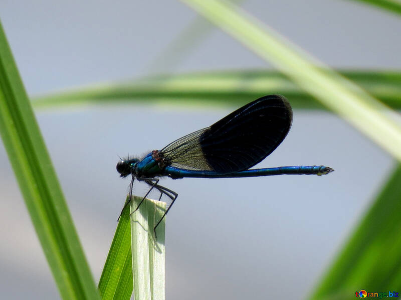 Dark blue dragonfly №33259