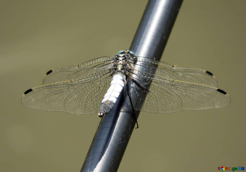 Dragonfly №33256