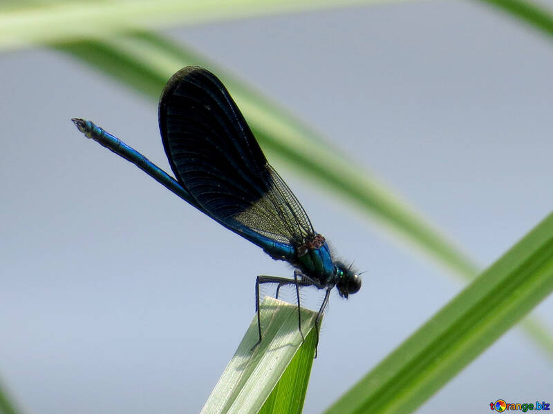 Libellula con le ali blue №33260