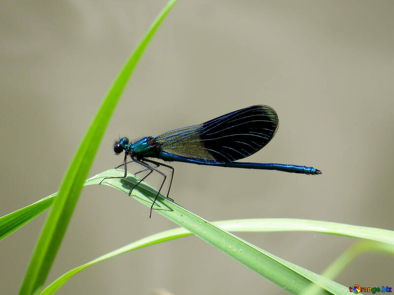 Libellula con le ali blue №33270