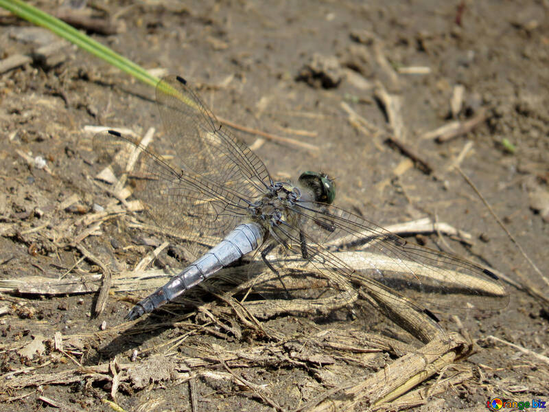 Dragonfly on Earth №33272