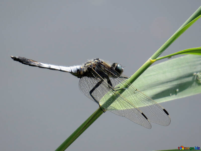 Dragonfly on the grass №33263