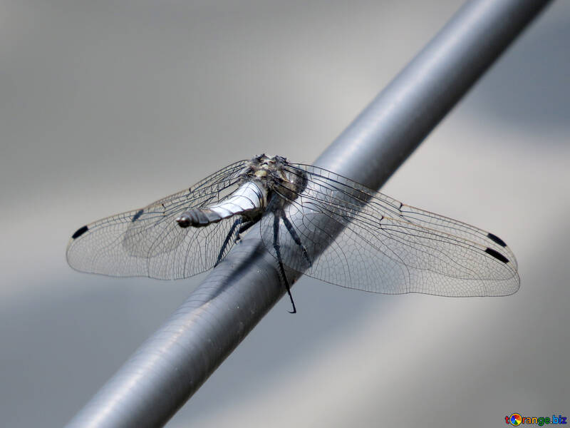 Dragonfly on rod №33257