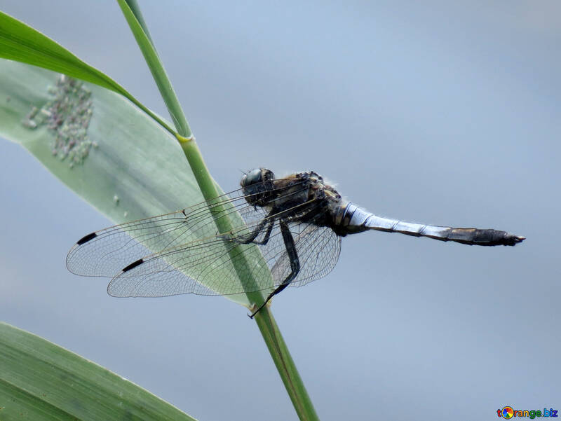 Large dragonfly №33264
