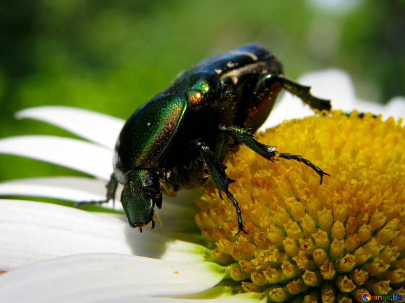 Macro beetle on flower №33711