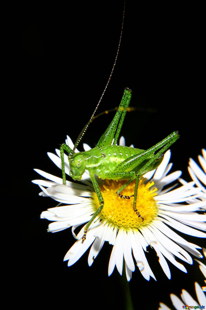 Grasshopper №33867
