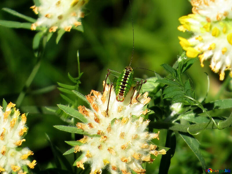 Grasshopper on flower №33320