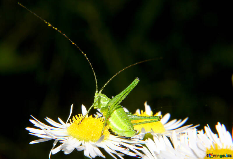 Grasshopper on flower №33866