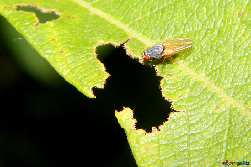 Fly insect  №33875