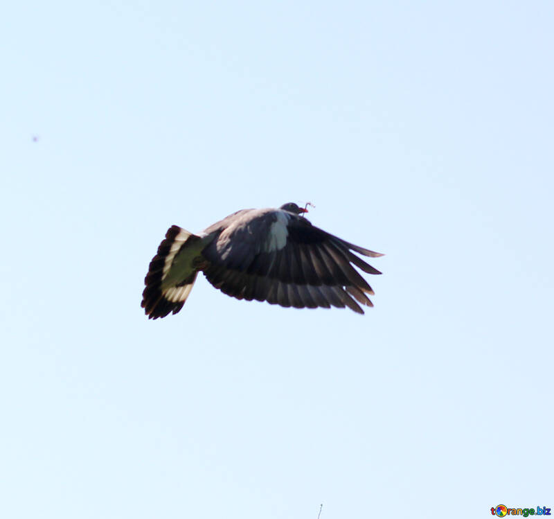 Pigeon flies №33812