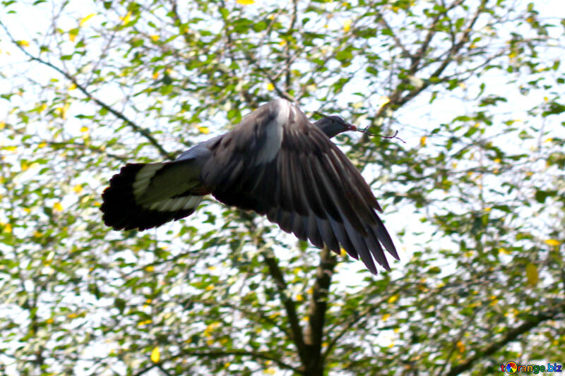 Pigeon flies with branch №33824