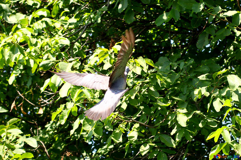 Pigeon flies into tree №33823
