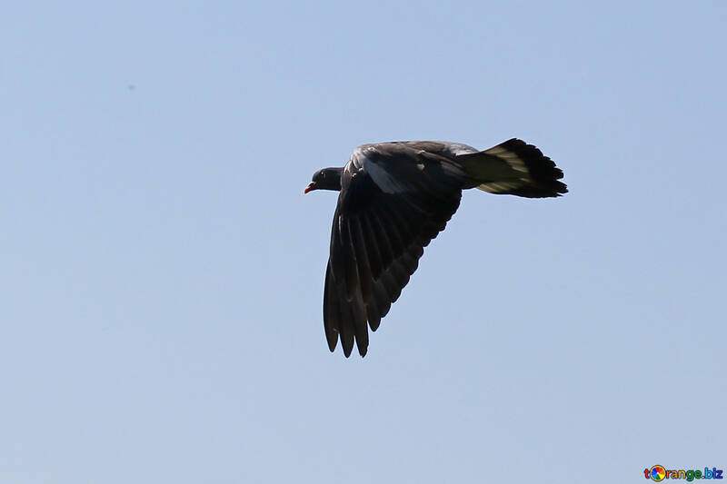 Wild pigeon №33816