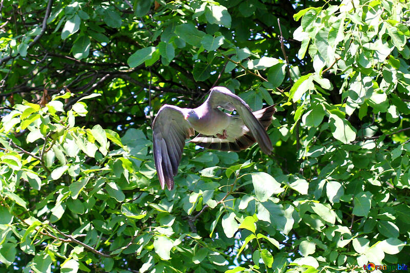 Wood pigeon №33818
