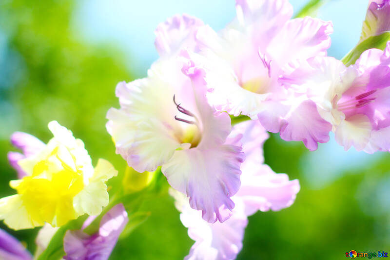 Beautiful image of flower №33487