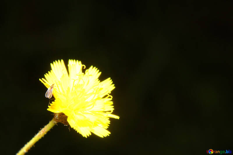 Темний фон з яскравою жовтою квіткою №33374