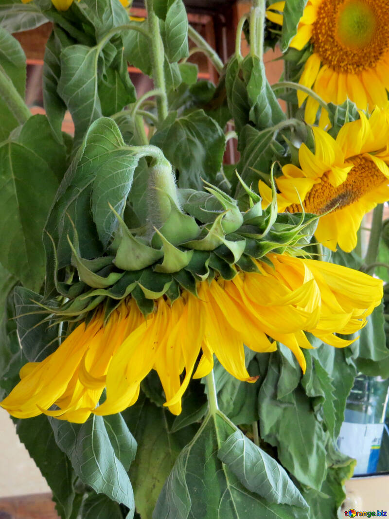 Sunflowers hung №33050