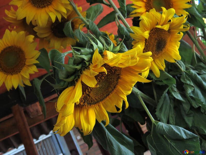 Strauß von Sonnenblumen in der Hütte №33051