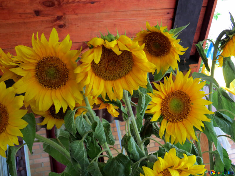 Квіти соняшники в букеті №33049