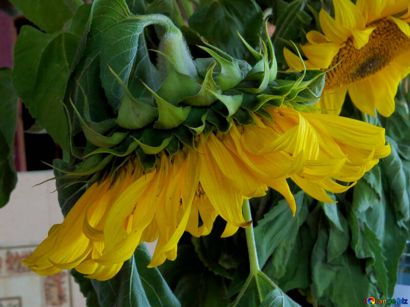 Rustic sunflowers bouquet №33053