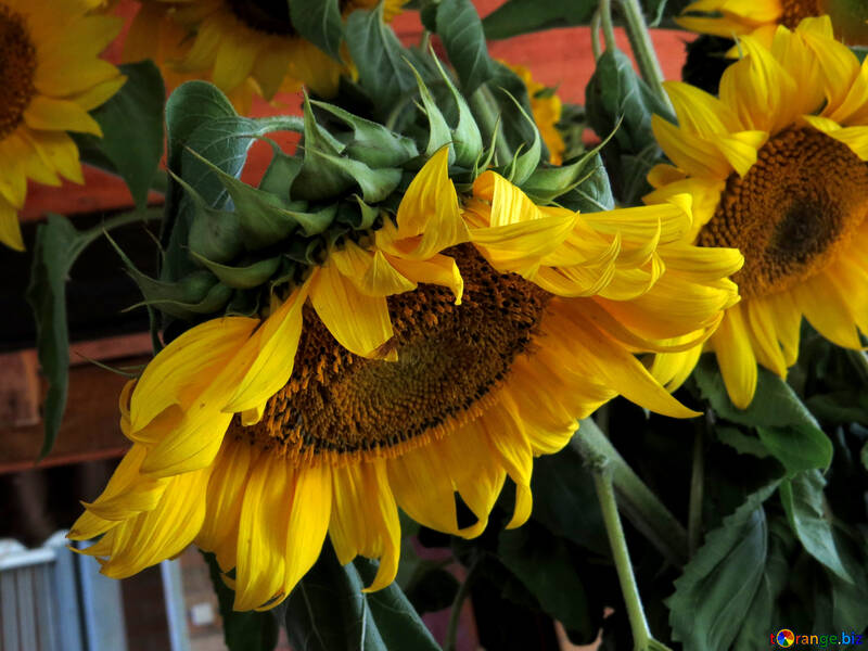 Sonnenblumen in der Hütte №33052