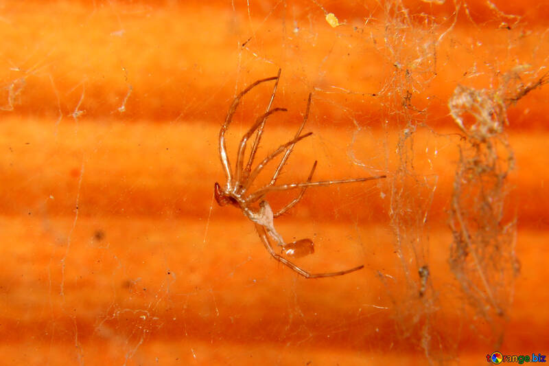 L`araignée morte dans le web №33894