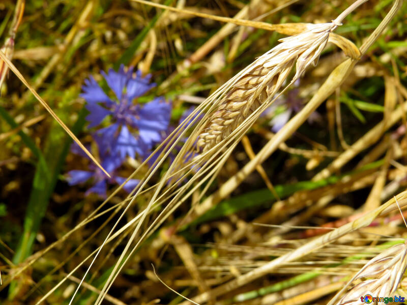 小麦と小麦の花 №33323