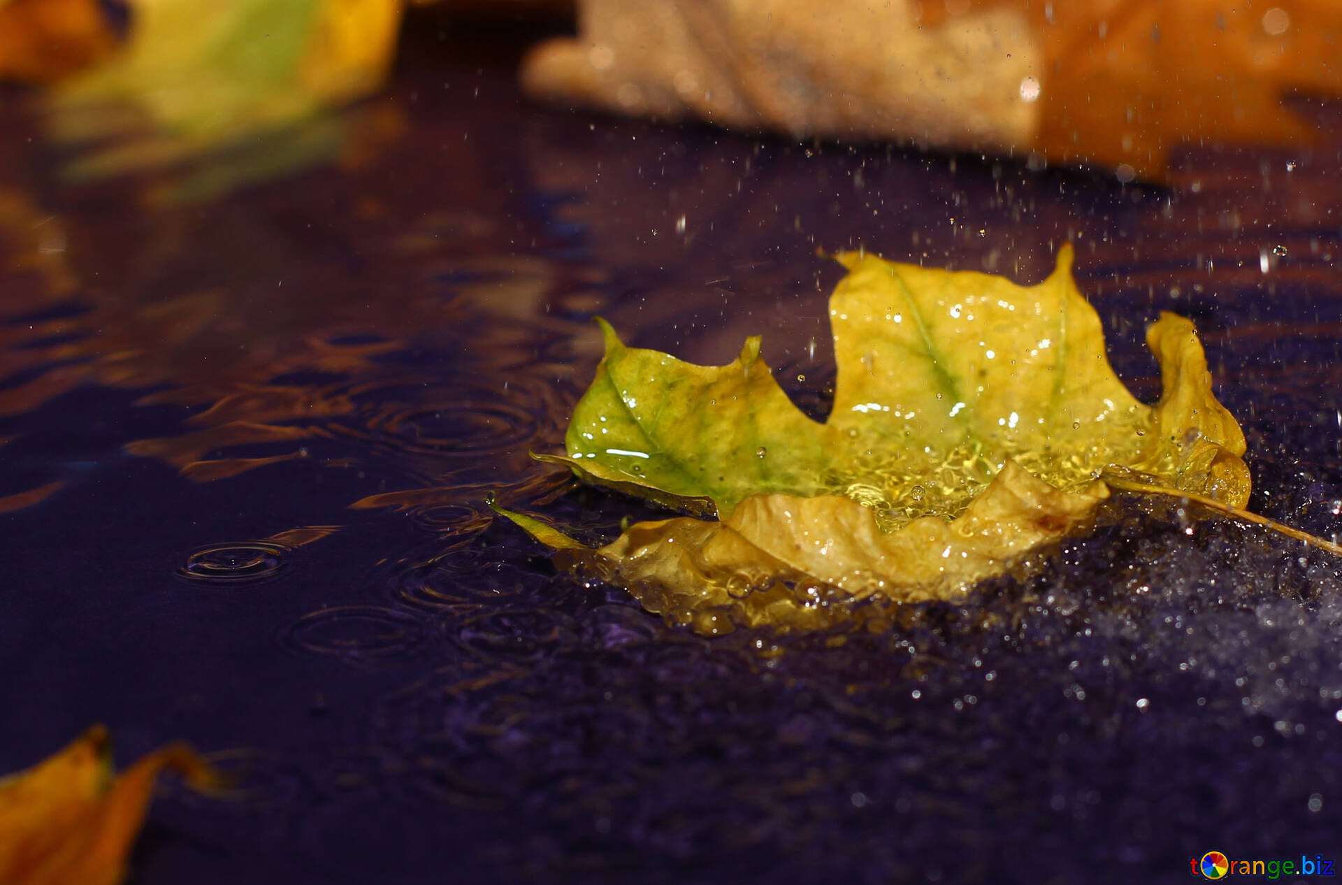 秋雨 無料の写真 秋の雨のデスクトップの壁紙 無料の写真 枝葉 Torange Biz