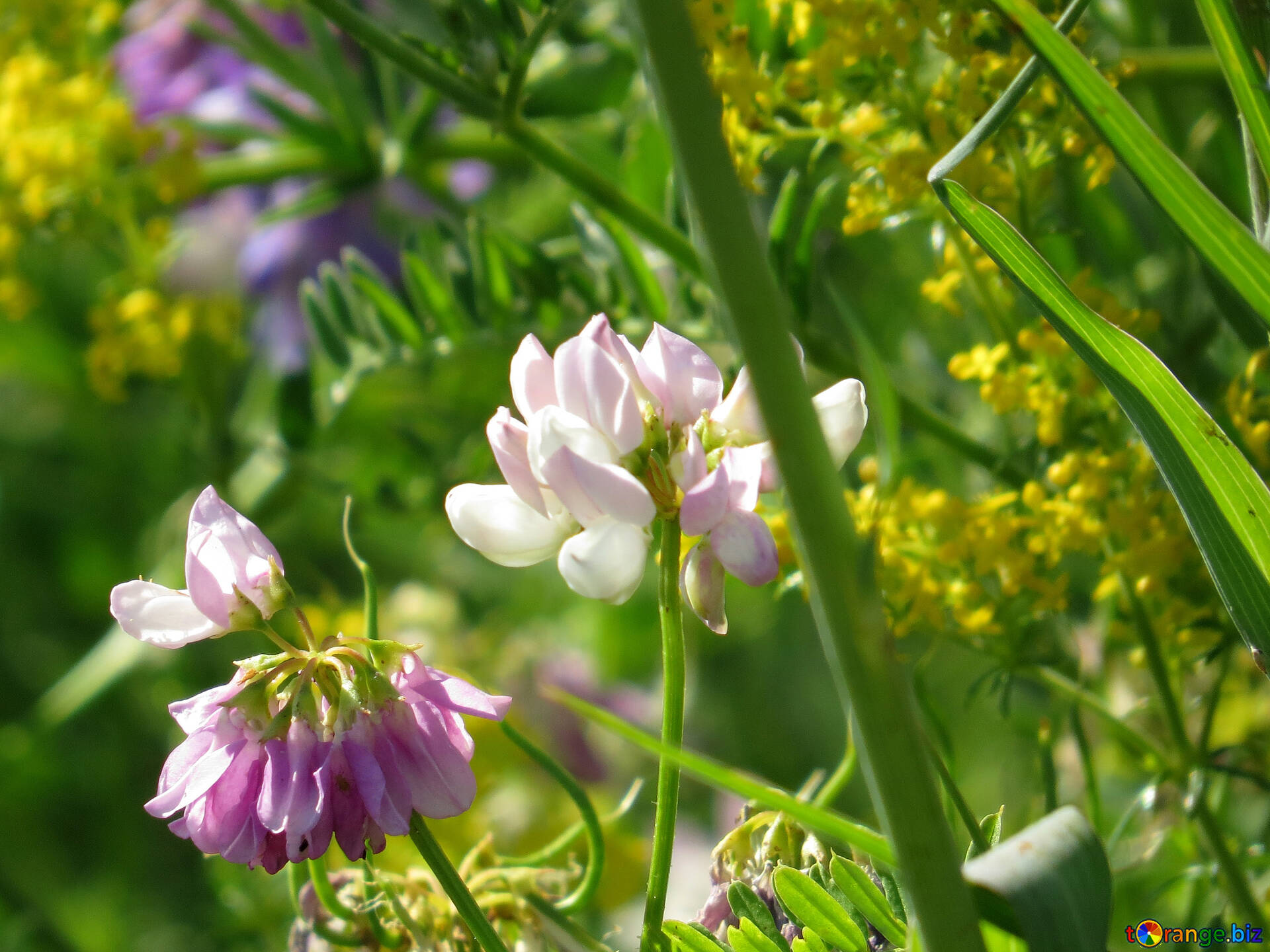 野生のエンドウ豆の花 無料の写真 色とりどりの野生の花は エンドウ豆です 無料の写真 フィールド Torange Biz