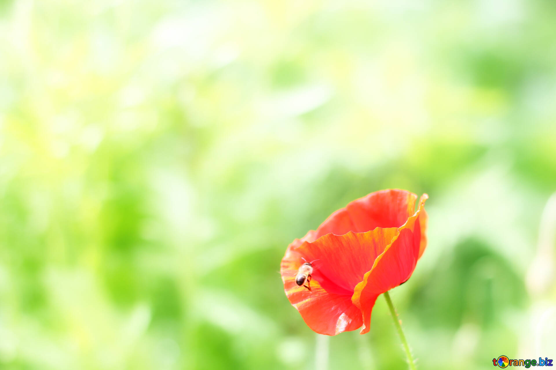 Flowers Poppy Backgrounds And Wallpapers Mac Wallpapers Desktop