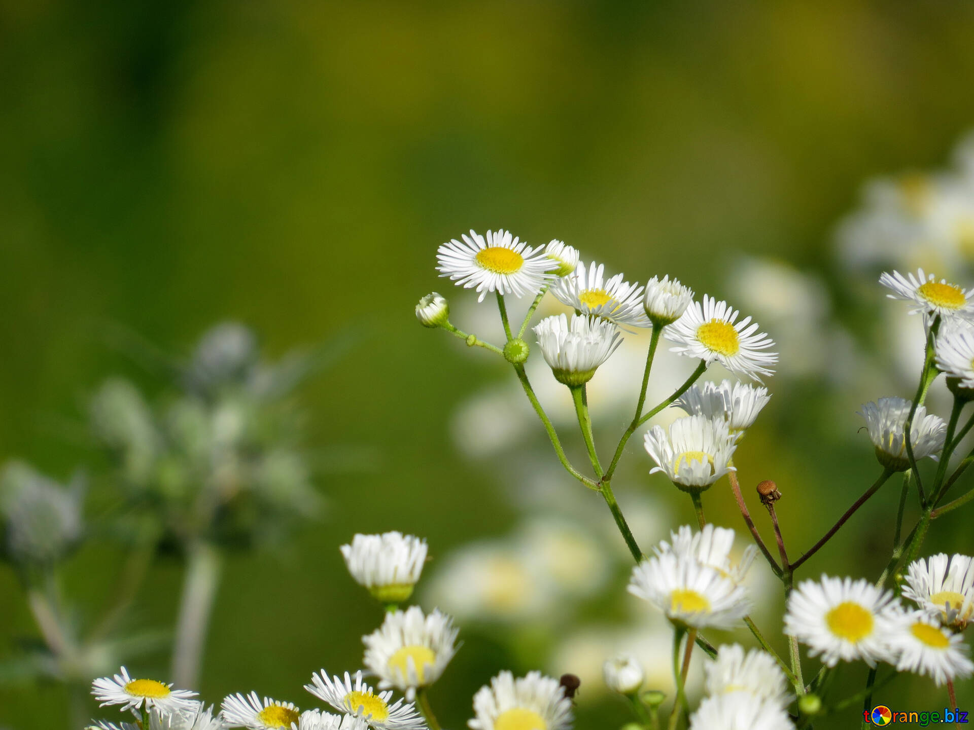 Wild Aster Daisy là loại hoa quyến rũ, rực rỡ sắc màu. Những tấm ảnh về hoa này sẽ đưa bạn vào thế giới hoa đầy mơ mộng, lãng mạn. Hãy thưởng thức những tấm ảnh tuyệt đẹp này và cảm nhận được sức hút độc đáo của những bông hoa này. (Translation: \