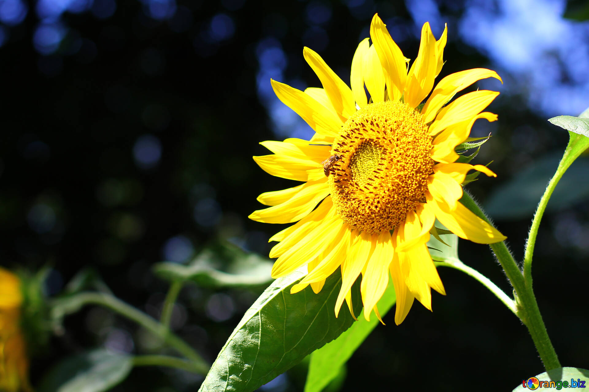 夏の花の背景 無料の写真 ひまわり背景 無料の写真 向日葵 Torange Biz