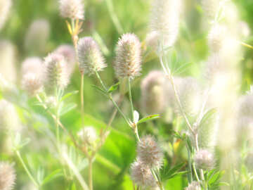 Яскравий літній фон з пухнастими польовими квітами №34358