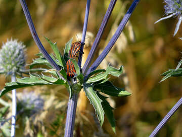 Beetles bugs №34374