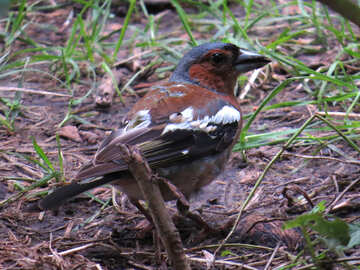 Fringuello uccello cerca di mangimi №34595