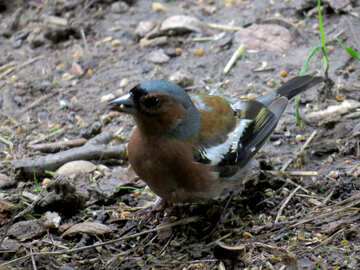 Bird chaffinch looks for food №34598