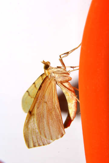 Graceful moth №34307