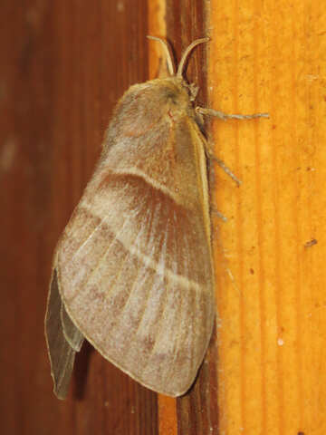 Butterfly moth №34298